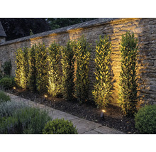 Garten mit Steinmauer, Pflanzen und Außenbeleuchtung