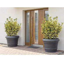 Szene mit zwei Pflanzen in Pflanzgefäßen vor einer Haustür.