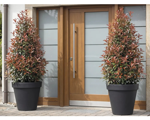 Zwei Glanzmispeln in Pflanzkübeln vor einer Haustür