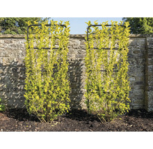 Zwei Buchsbäume mit Rankhilfen vor einer Steinmauer