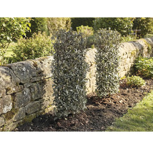 Zwei immergrüne Heckenpflanzen im Garten neben einer Steinmauer.