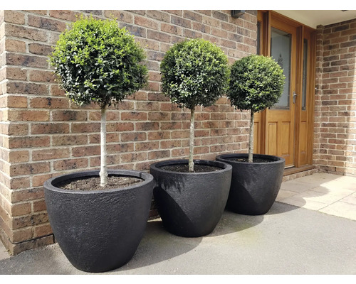 Drei Buchsbaumkugeln in schwarzen Pflanzgefäßen vor einer Backsteinmauer.