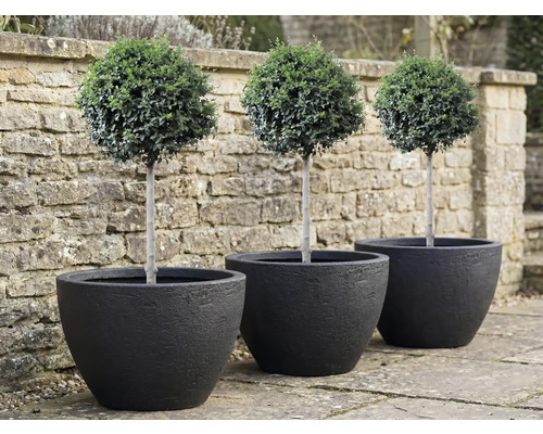 Drei Buchsbäume als Kugel in schwarzen Pflanzgefäßen