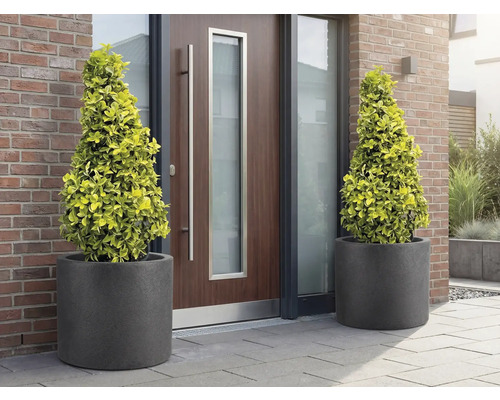 Zwei Kegelbäume in Pflanzgefäßen vor einer Haustür