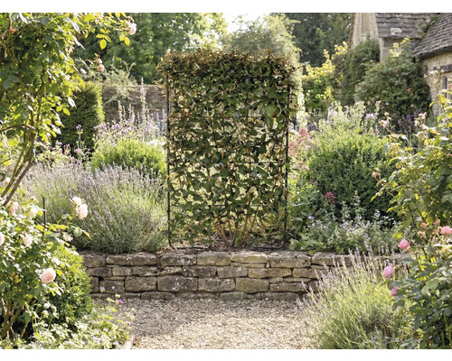 Garten mit einer lebenden Hecke in einem Gitterrahmen als Sichtschutz.