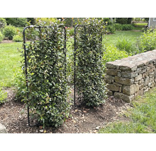 Zwei mit Laub bedeckte Spalierrahmen aus Metall stehen im Garten.