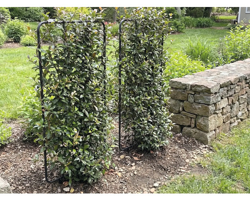 Zwei mit Laub bedeckte Spalierrahmen aus Metall stehen im Garten.