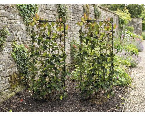 Zwei Glanzmispeln auf Rankgittern im Garten