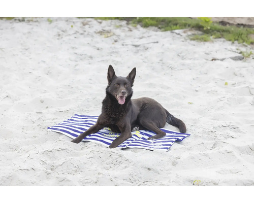 Ein Hund liegt auf einem Handtuch am Strand.