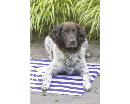 Münsterländer Hund liegt auf einer gestreiften Strandmatte