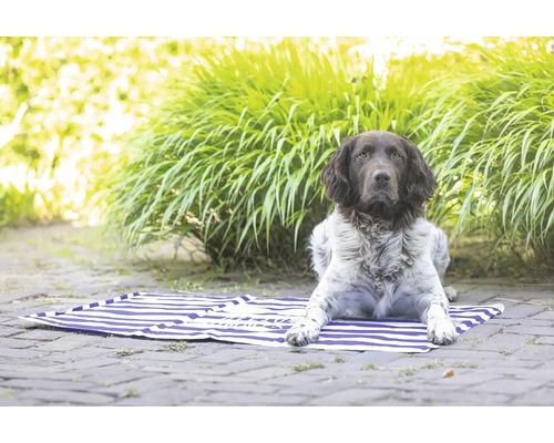 Ein Hund liegt auf einer blau-weiss gestreiften Strandmatte im Garten.