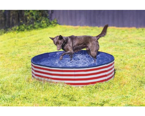 Hund im Planschbecken für Hunde mit Streifenmuster