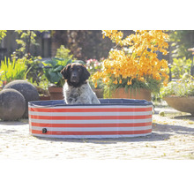 Hund in einem rot gestreiften Hundepool im Garten