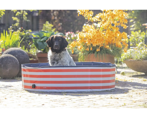 Hund in einem rot gestreiften Hundepool im Garten