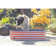 Hund springt in einen Pool mit Streifenmuster im Garten