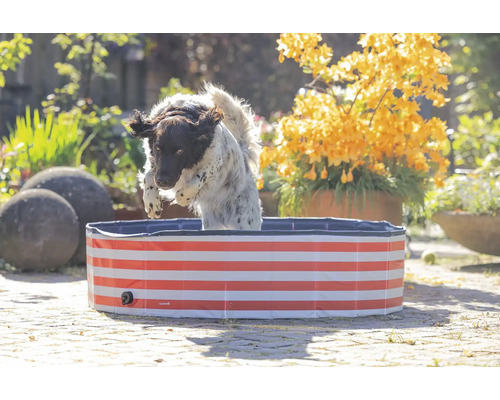 Hund springt in einen Pool mit Streifenmuster im Garten