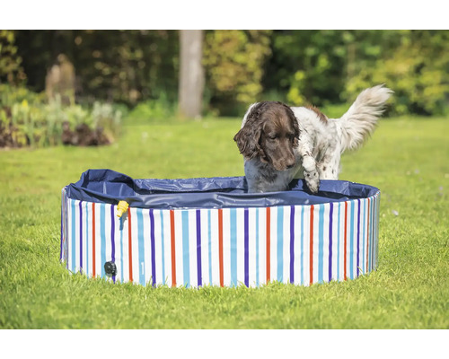 Hund steigt in einen gestreiften Hunde Pool auf einer Wiese