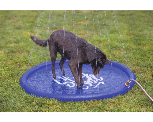 Hund steht in einem runden Planschbecken mit Wassersprinklern auf einer Wiese