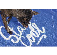 Hund trinkt Wasser aus einem Pool