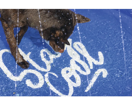 Hund trinkt Wasser aus einem Pool