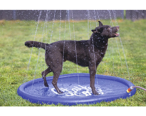 Hund steht auf einer Wasserspielmatte für Hunde