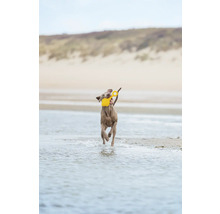 Ein Hund rennt am Strand mit einem gelben Spielzeug im Maul.