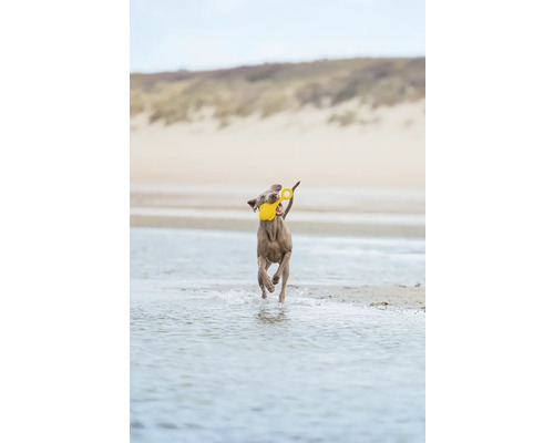 Ein Hund rennt am Strand mit einem gelben Spielzeug im Maul.