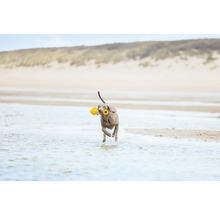 Ein Hund mit einem gelben Spielzeug im Maul rennt durch das Wasser am Strand.