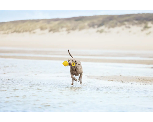 Ein Hund mit einem gelben Spielzeug im Maul rennt durch das Wasser am Strand.
