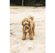 Ein lockiger Hund hält ein Spielzeug in Form eines Rettungsrings im Maul