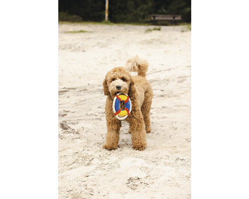 Ein lockiger Hund hält ein Spielzeug in Form eines Rettungsrings im Maul