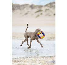Ein Weimaraner Hund rennt am Strand mit einem Spielzeug in Form eines Rettungsrings im Maul.