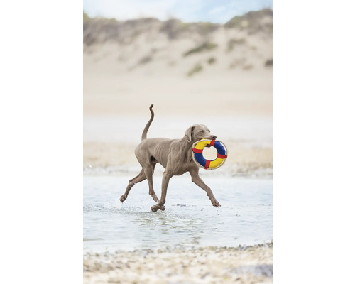 Ein Weimaraner Hund rennt am Strand mit einem Spielzeug in Form eines Rettungsrings im Maul.