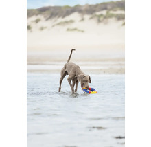 Ein Hund steht im Wasser und hält einen Spielring im Maul.