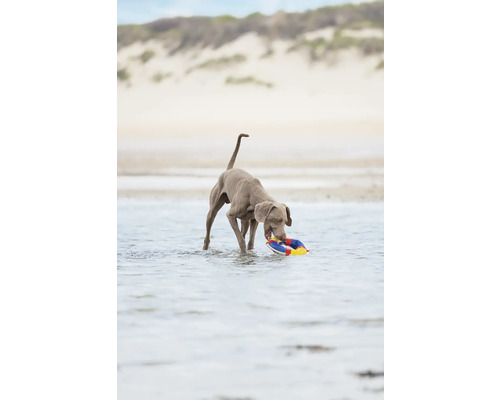 Ein Hund steht im Wasser und hält einen Spielring im Maul.