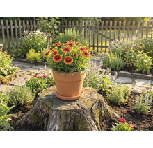 Terracotta Blumentopf mit Ringelblumen auf Baumstumpf in einem Garten.