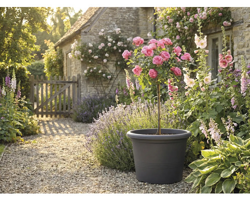 Dekorative Gartenszene mit Rosenbaum im Pflanzgefäß, umgeben von Blumen und Pflanzen