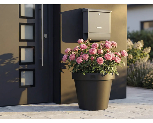 Dekorative Rosen im Pflanztopf neben Haustür und Briefkasten