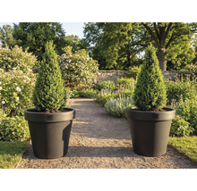 Zwei Kegelzypressen in Pflanzkübeln im Garten.