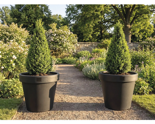 Zwei Kegelzypressen in Pflanzkübeln im Garten.