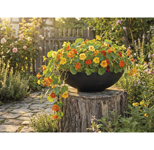 Gefüllter Topf mit Kapuzinerkresse auf Baumstumpf im Garten