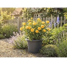 Gelbe Rose im Topf im Garten