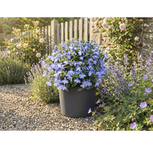 Blauer Blümchen in einem Topf im Garten.