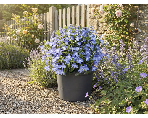 Blauer Blümchen in einem Topf im Garten.