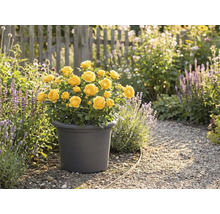 Gelbe Rosen in einem Topf im Garten.