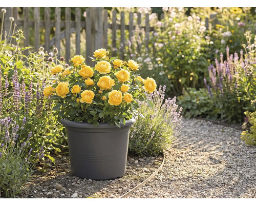 Gelbe Rosen in einem Topf im Garten.