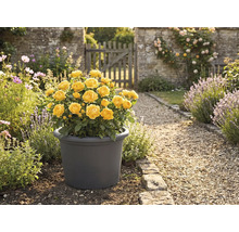 Gelbe Rose im Topf im Garten.