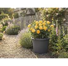 Gelbe Rosen in einem Pflanzgefäß im Garten mit Steinweg