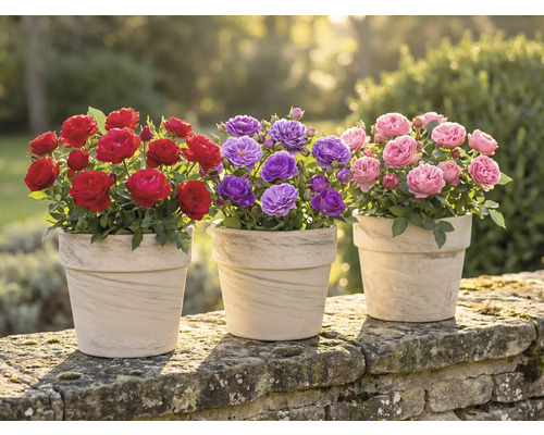 Drei Töpfe mit roten, lilafarbenen und rosa Rosen auf einer Steinmauer