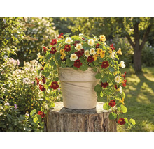 Blumentopf mit Kapuzinerkresse auf einem Baumstumpf im Garten